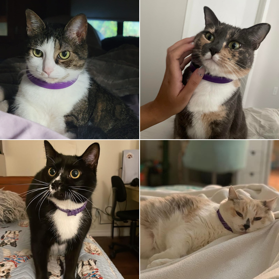 Felinoir™ CalmFurry Pheromone Collar