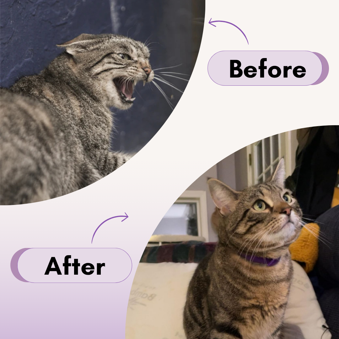 Felinoir™ CalmFurry Pheromone Collar
