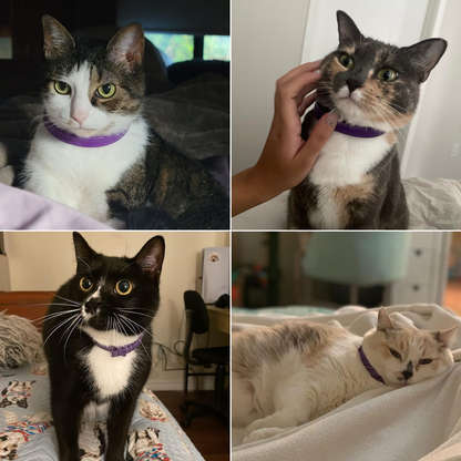 Felinoir™ CalmFurry Pheromone Collar
