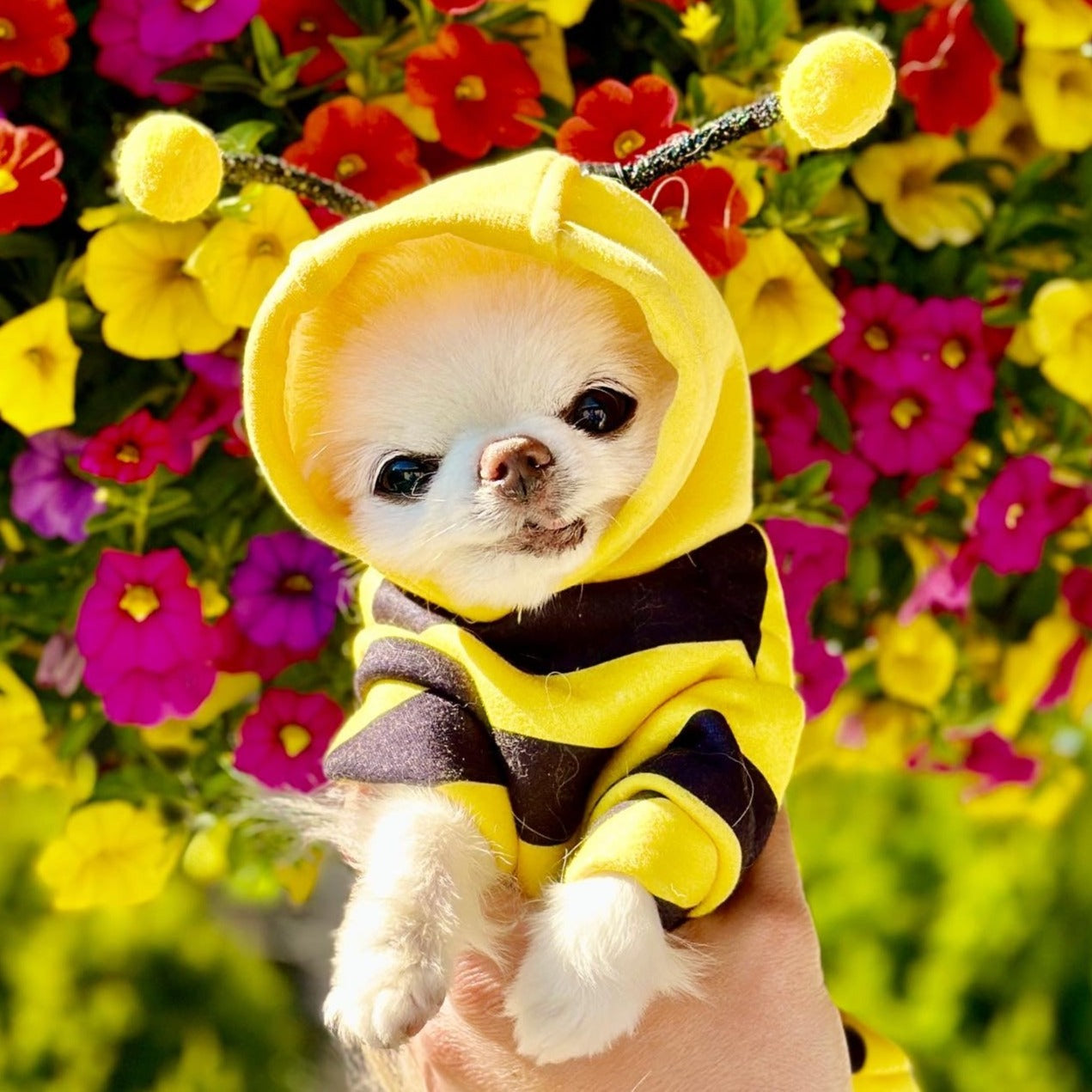 Felinoir™ Pet Bee Costume